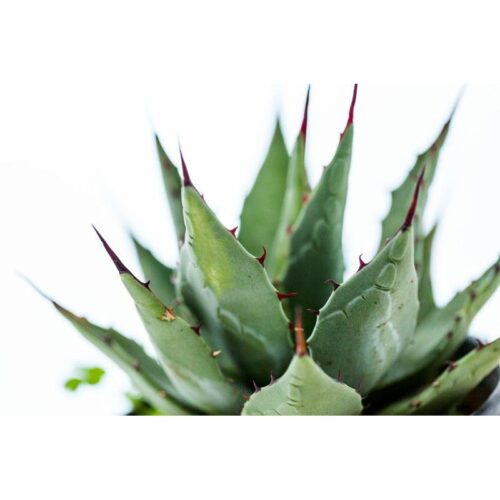 Agave Close Up Printed Canvas Nature and Landscape Themed Printed Canvas Dimensions: 120 X 80CM