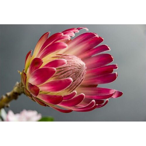 Protea In Bloom Printed Canvas Floral Themed Printed Canvas Dimensions: 90 X 60CM