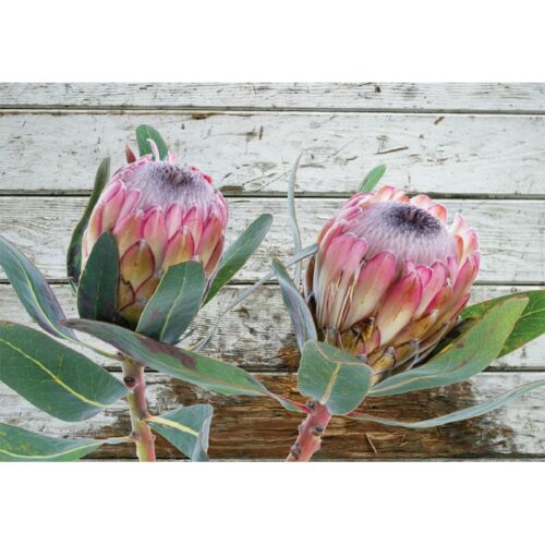 Twin Proteas Printed Canvas Floral Themed Printed Canvas Dimensions: 120 X 80CM