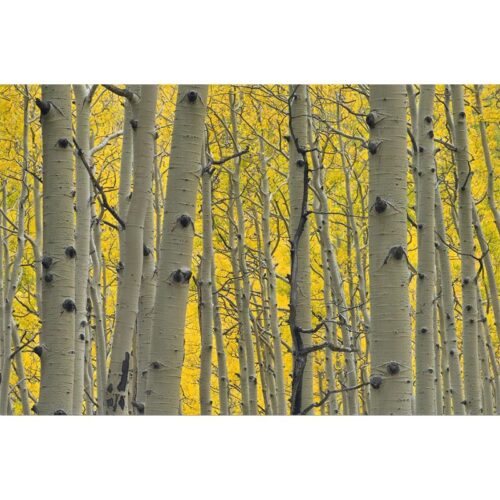Yellow Forest Printed Canvas Nature and Landscape Themed Printed Canvas Dimensions: 120 X 80CM