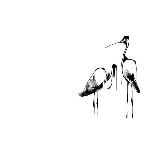 Black And White Herons Canvas Print