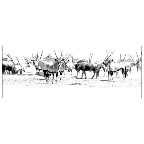 Herd of Gemsbok