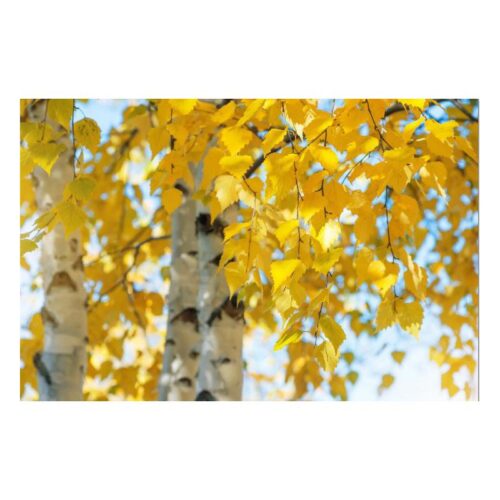 Yellow Leaves Printed Canvas Nature and Landscape Themed Printed Canvas Dimensions: 120 X 80CM
