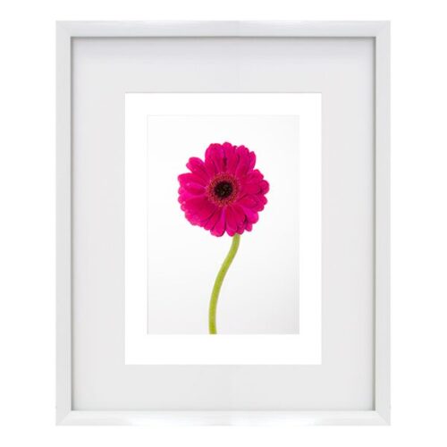 Gerbera Cerise