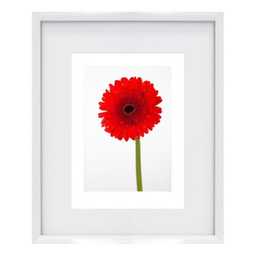 Gerbera Red