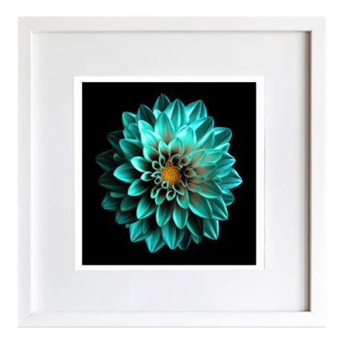 Turquoise Dahlia