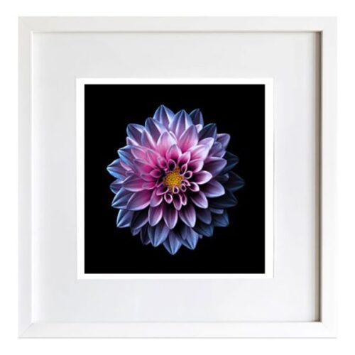 Pink & Purple Dahlia