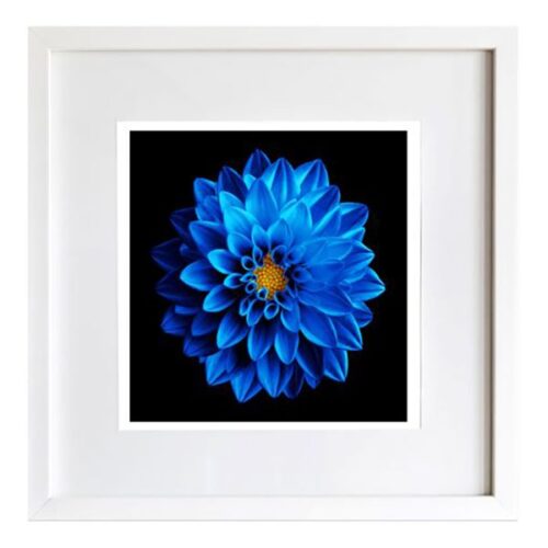 Blue Dahlia