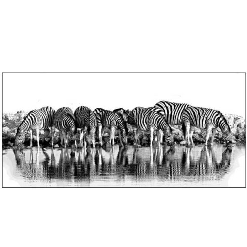 Zebras Drinking