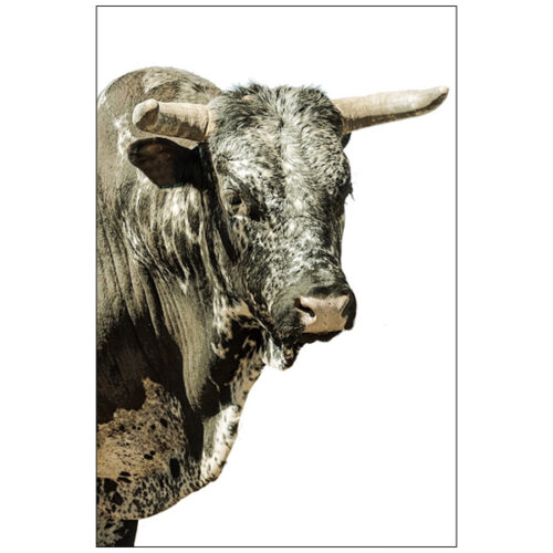 Nguni Head